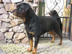 imperechere rottweiler