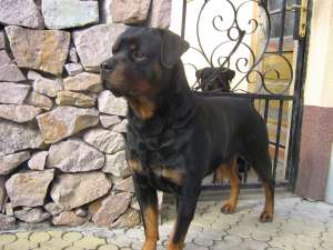 imperechere rottweiler
