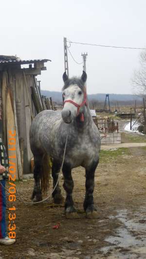 armasar pt monta