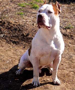 Prenotari pui Amstaff