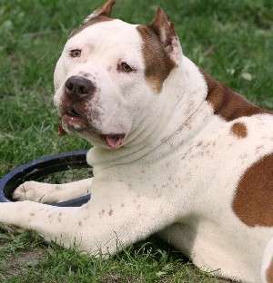 Prenotari pui Amstaff