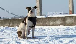 Prenotari pui Amstaff