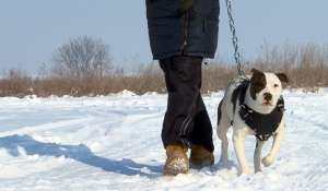Prenotari pui Amstaff