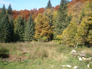 Vind teren Poiana Brasov
