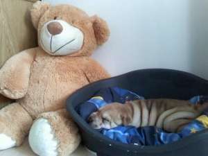 caut mascul sharpei pt monta