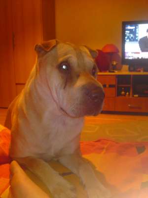 caut mascul sharpei pt monta