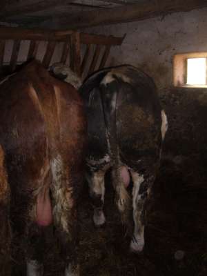 TAURI SPRE VANZARE