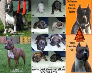 pui amstaff disponibili canisa