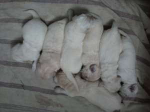Vand pui Golden Retriever