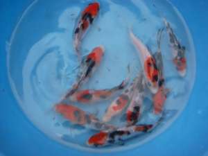 vanzare crap koi