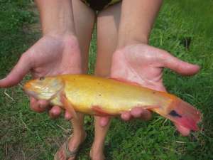 vanzare crap koi