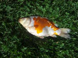 vanzare crap koi