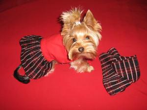 Vand pui Yorkshire terrier toy