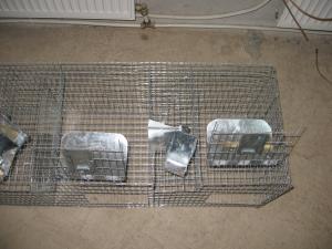 vind custi chinchilla