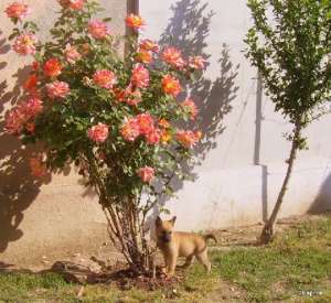 Vand pui  Ciobanesc Belgian Malinois