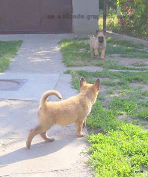 Vand pui  Ciobanesc Belgian Malinois