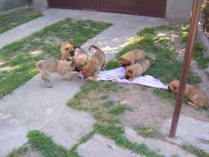 Vand pui  Ciobanesc Belgian Malinois