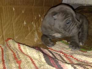 Vand cane corso
