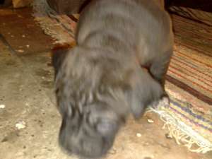 Vand cane corso