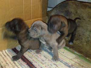 Vand cane corso