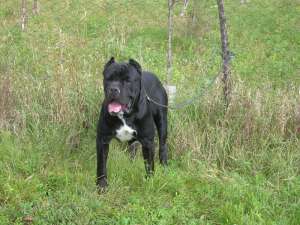VAND PUI CANE CORSO CU PEDIGREE DE EXCEPTIE
