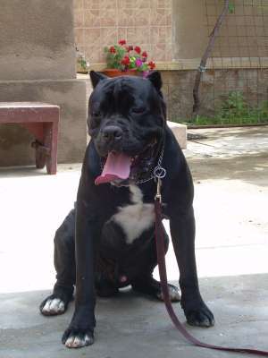 VAND PUI CANE CORSO CU PEDIGREE DE EXCEPTIE