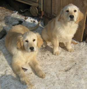 CATEI  GOLDEN DISPONIBIL