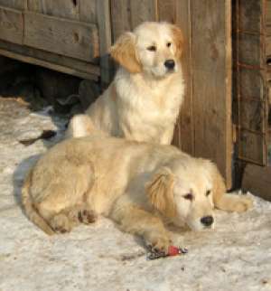 CATEI  GOLDEN DISPONIBIL