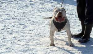 Vand pui Amstaff