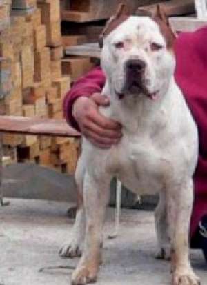 Vand pui Amstaff