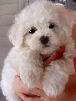 bichon frize albi