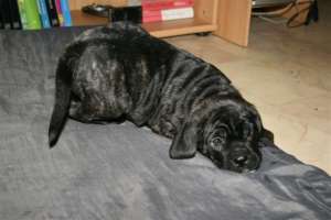 cane corso superbi