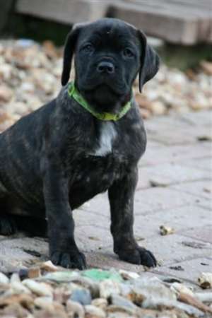 cane corso superbi