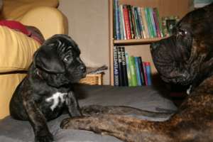 cane corso superbi