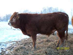 Bovine rasa Limousine