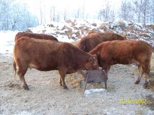 Bovine rasa Limousine
