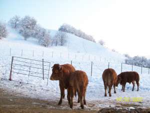 Bovine rasa Limousine