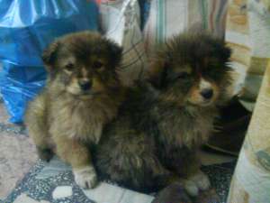 donez doi pui metis 2 luni