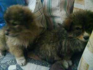 donez doi pui metis 2 luni