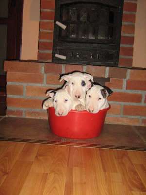 vand puii bull terrier