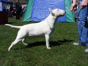 vand puii bull terrier