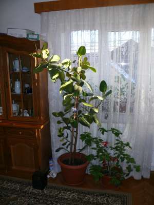 ficus