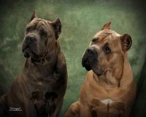 Vand cane corso