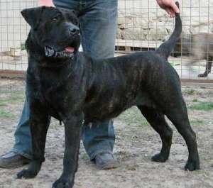 Presa Canario super pret