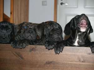 Presa Canario super pret