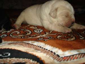 vand pui cane corso  de exceptie