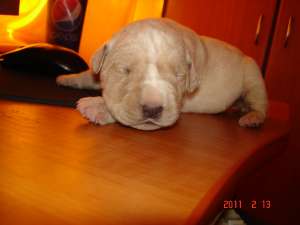 vand pui cane corso  de exceptie