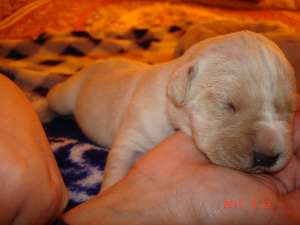 vand pui cane corso  de exceptie