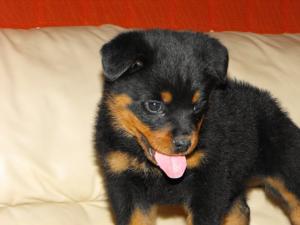 VAND CATEI ROTTWEILER CU PEDIGREE