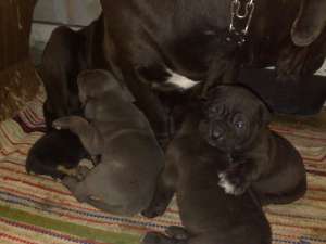 Vand cane corso